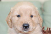ゴールデンレトリーバーの子犬202006183