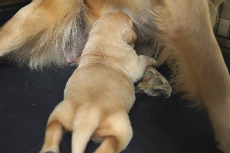 2020年11月17日生まれのゴールデンレトリバーの子犬の写真