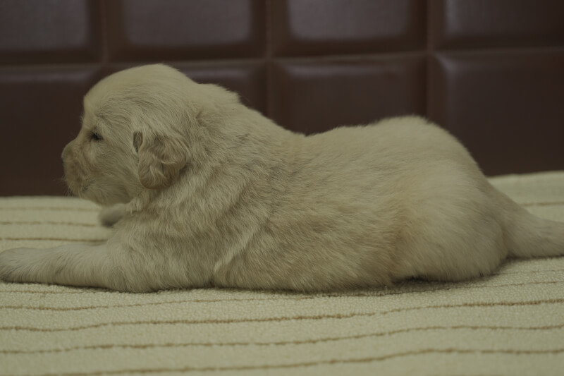 ゴールデンレトリーバーの子犬の写真202102191-2 3月13日現在
