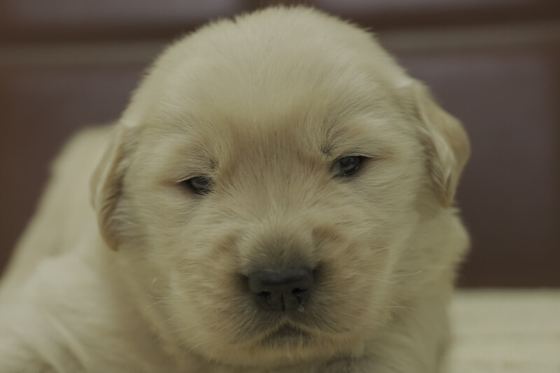 ゴールデンレトリーバーの子犬の写真202102192 3月13日現在