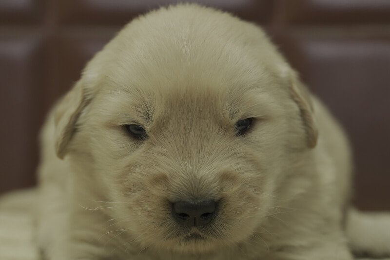 ゴールデンレトリーバーの子犬の写真202102191 3月13日現在