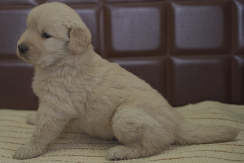 ゴールデンレトリーバーの子犬の写真202102191-2 3月23日現在