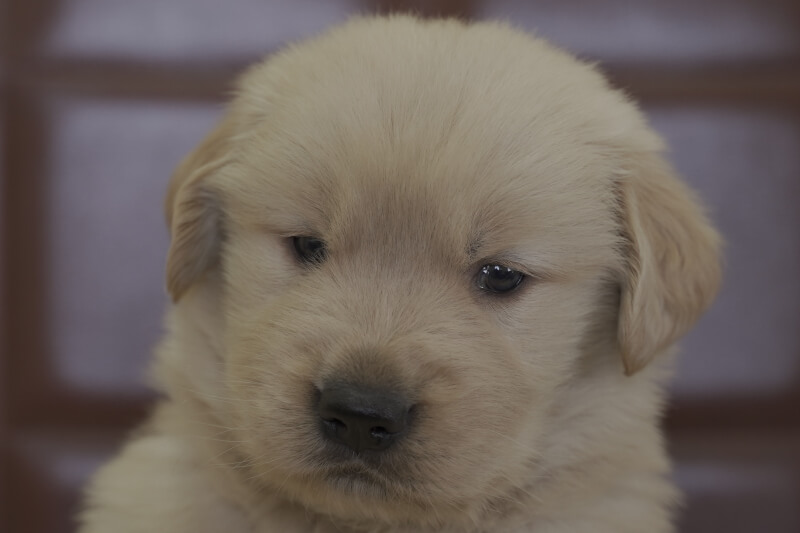 ゴールデンレトリーバーの子犬の写真202102192 3月23日現在