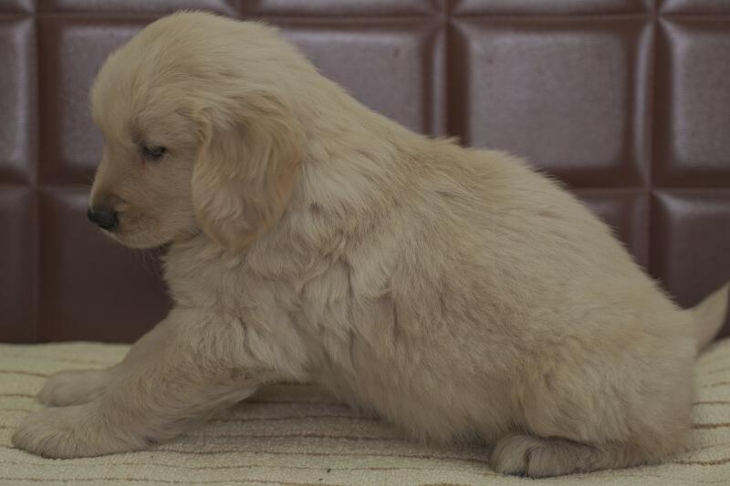 ゴールデンレトリーバーの子犬の写真202102193-2 4月8日現在
