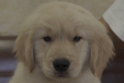 ゴールデンレトリーバーの子犬202102192