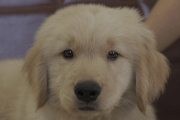 ゴールデンレトリーバーの子犬202102193