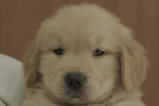 ゴールデンレトリーバーの子犬202105157