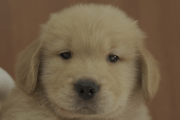 ゴールデンレトリーバーの子犬202105159