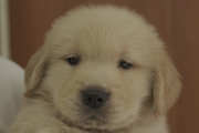 ゴールデンレトリーバーの子犬2021051513