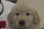 ゴールデンレトリーバーの子犬202105152