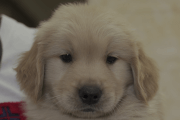 ゴールデンレトリーバーの子犬202105153