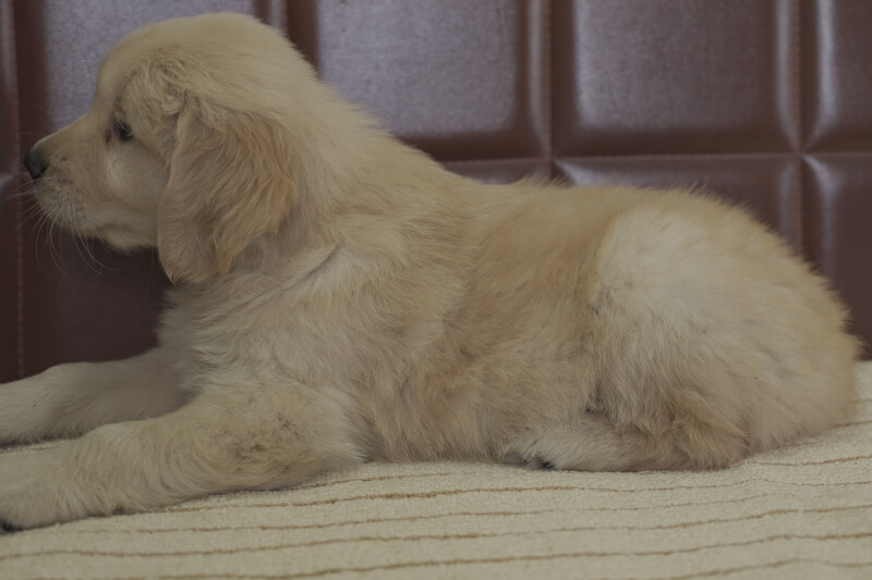 ゴールデンレトリーバーの子犬の写真202105153-2 6月29日現在