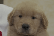 ゴールデンレトリーバーの子犬202105155