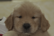 ゴールデンレトリーバーの子犬202105151