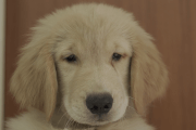 ゴールデンレトリーバーの子犬202105156