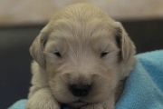ゴールデンレトリーバーの子犬202201308