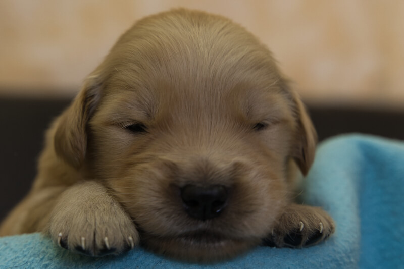 ゴールデンレトリーバーの子犬の写真2022013011 2月16日現在