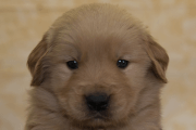 ゴールデンレトリーバーの子犬202201306