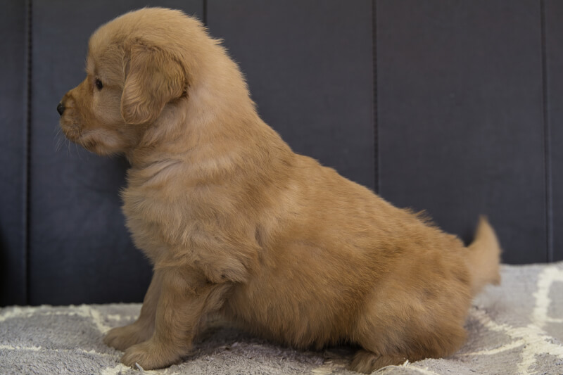 ゴールデンレトリーバーの子犬の写真202201306-2 3月3日現在