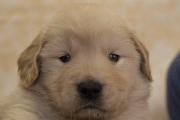 ゴールデンレトリーバーの子犬202201307