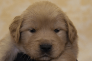 ゴールデンレトリーバーの子犬2022013011