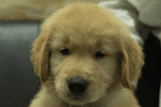 ゴールデンレトリーバーの子犬202201303