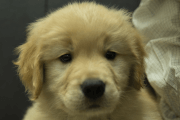 ゴールデンレトリーバーの子犬202201305