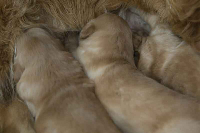 2022年8月19日生まれのゴールデンレトリーバー子犬の写真