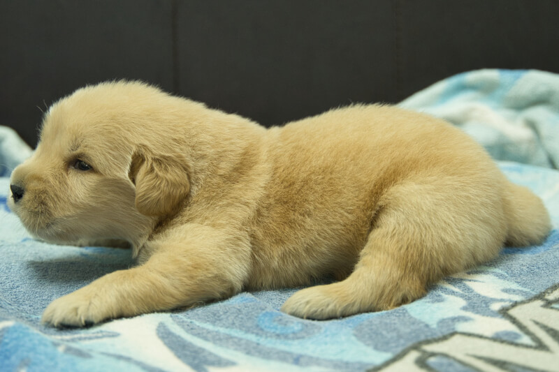 ゴールデンレトリーバーの子犬の写真202209041-2 9月23日現在