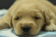 ゴールデンレトリーバーの子犬202209043