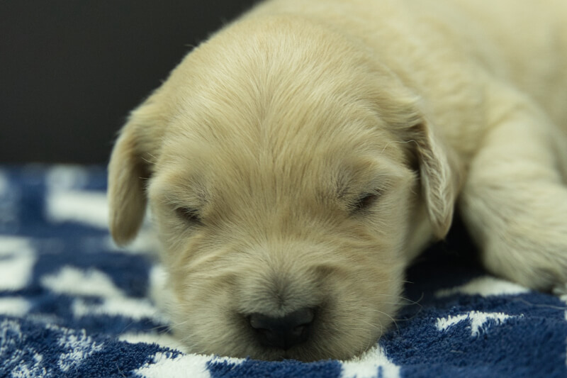 ゴールデンレトリーバーの子犬の写真202305185 6月2日現在