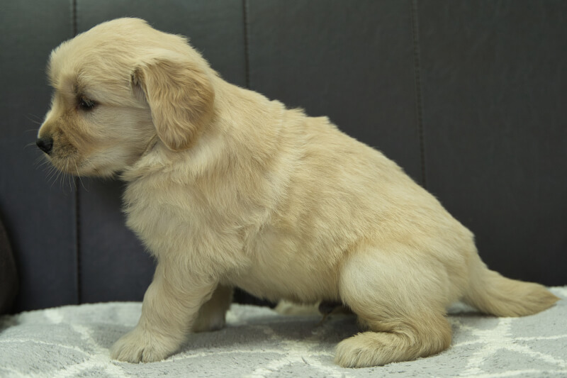 ゴールデンレトリーバーの子犬の写真202305181-2 6月22日現在