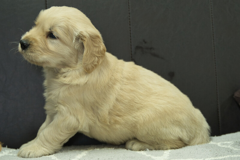 ゴールデンレトリーバーの子犬の写真202305182-2 6月22日現在