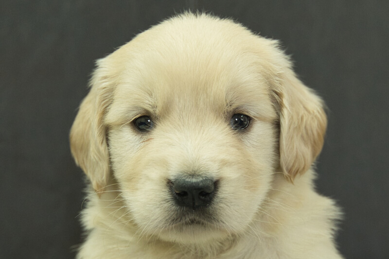 ゴールデンレトリーバーの子犬の写真202305185 6月22日現在