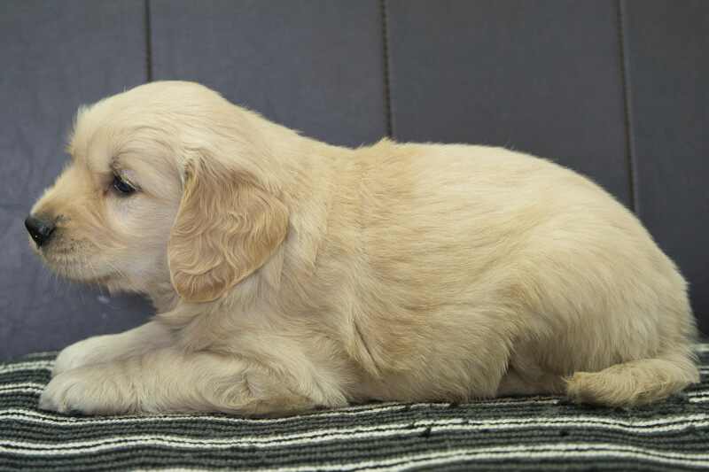 ゴールデンレトリーバーの子犬の写真202305182-2 6月28日現在
