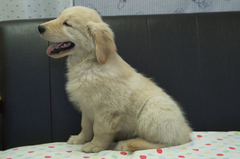 ゴールデンレトリーバーの子犬の写真202305183-2 7月29日現在