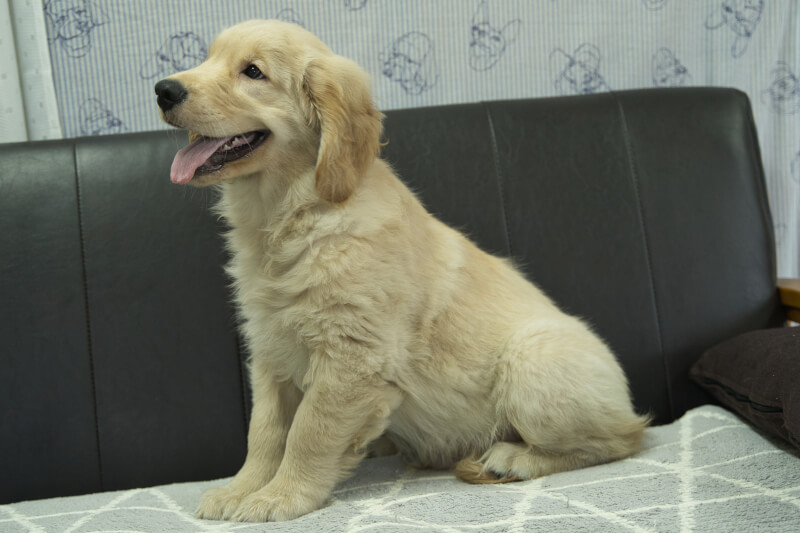 ゴールデンレトリーバーの子犬の写真202305182-2 8月15日現在