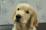 ゴールデンレトリーバーの子犬202305182