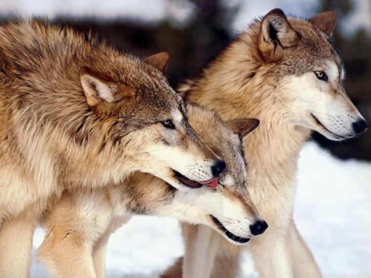 狼と犬