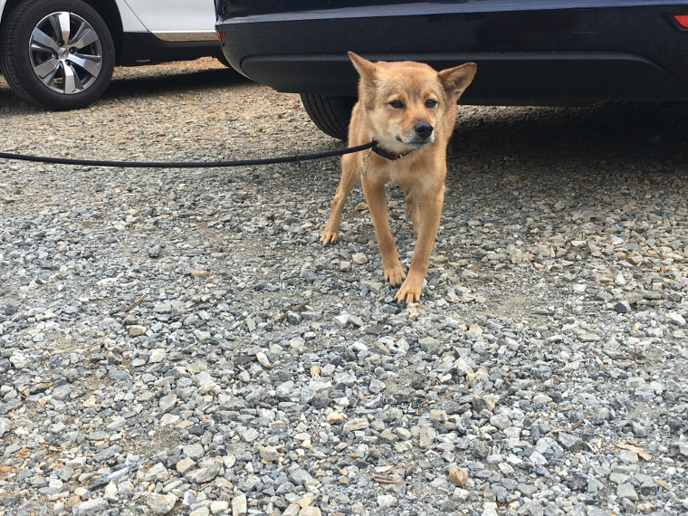 雑種犬の「カイ」