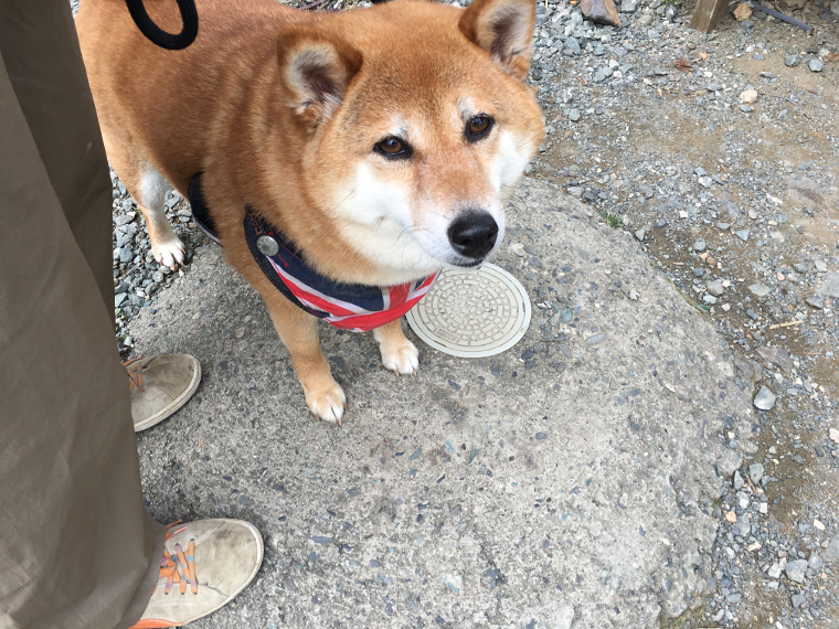 柴犬「はな」