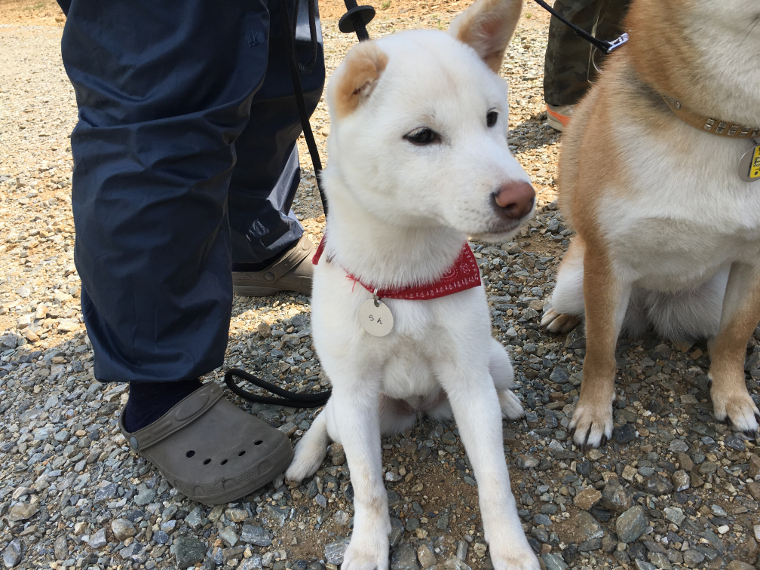 柴犬の「ラン」