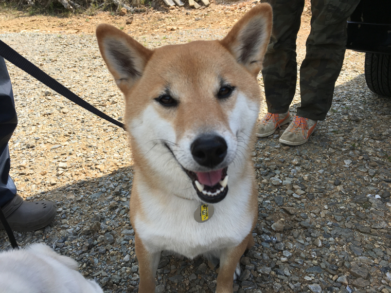 柴犬の「姫」