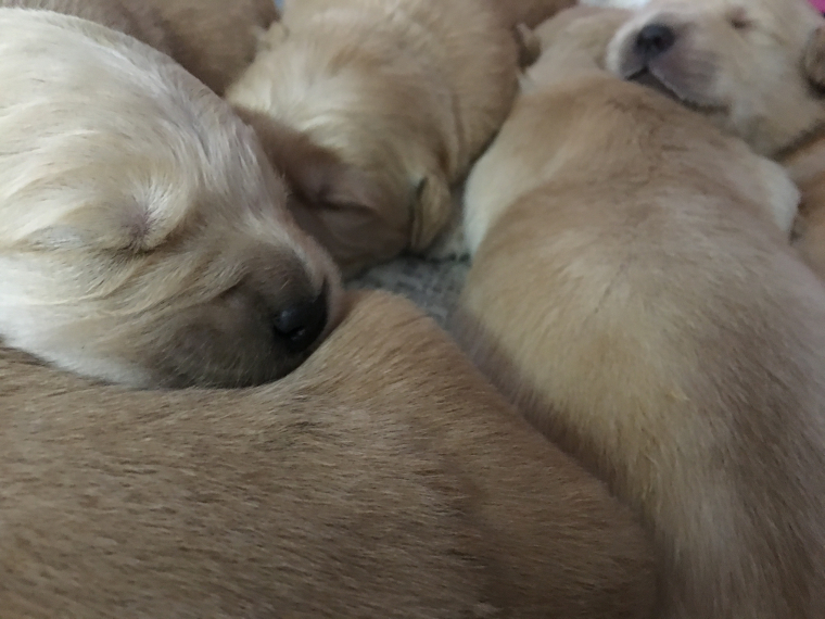 ゴールデンレトリーバー「キンカン」の子犬