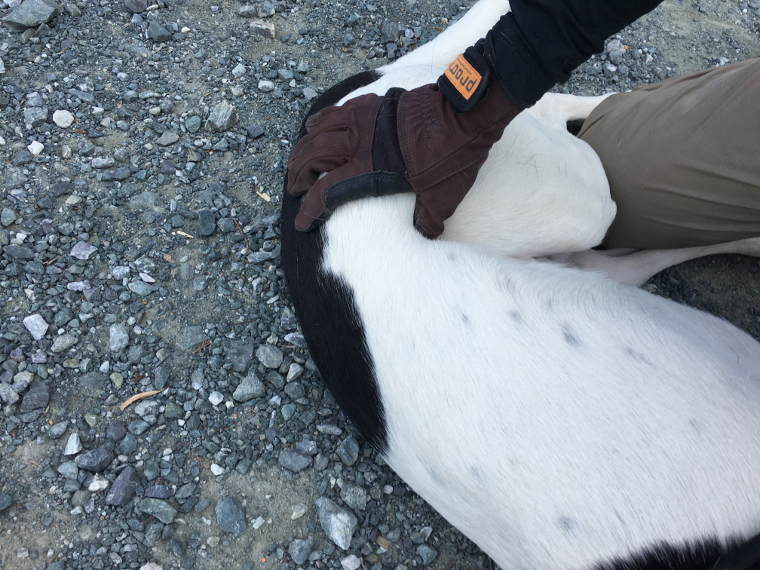 犬の抑え方　後ろ足