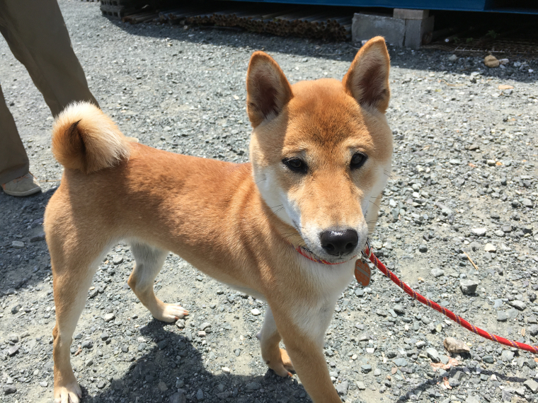 柴犬「六平太」