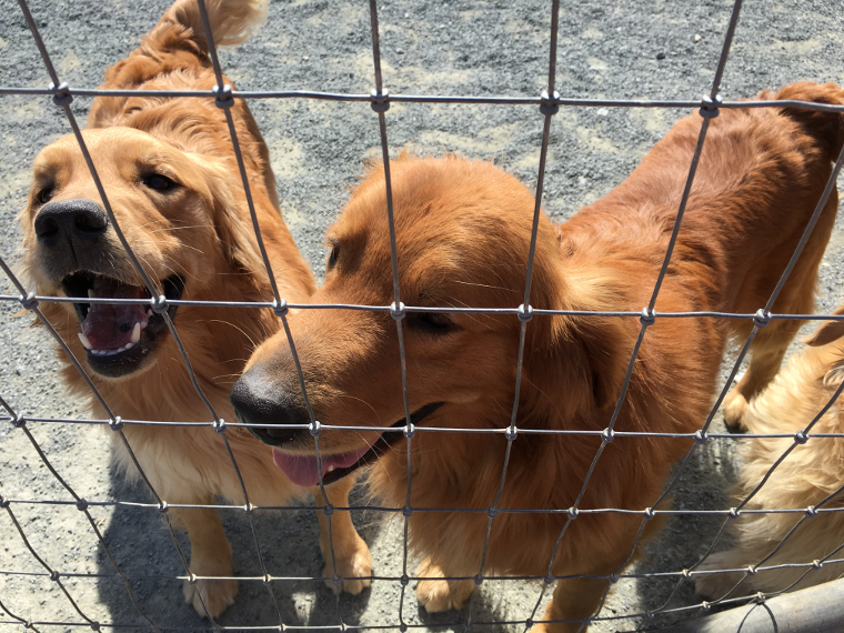 犬の遊び ゴールデンレトリーバーの父娘編