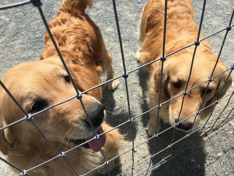 ゴールデンレトリーバーのきんかんとたまえの子犬出産