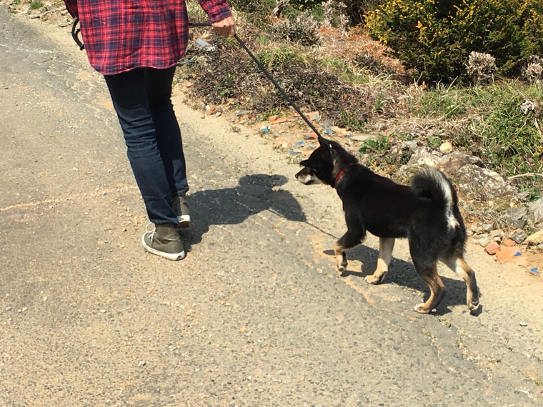 柴犬のさくら 1ヶ月お預かりのしつけ教室終了！