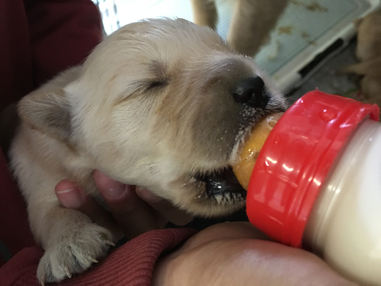 ゴールデンレトリーバー「キンカン」の子犬に哺乳！